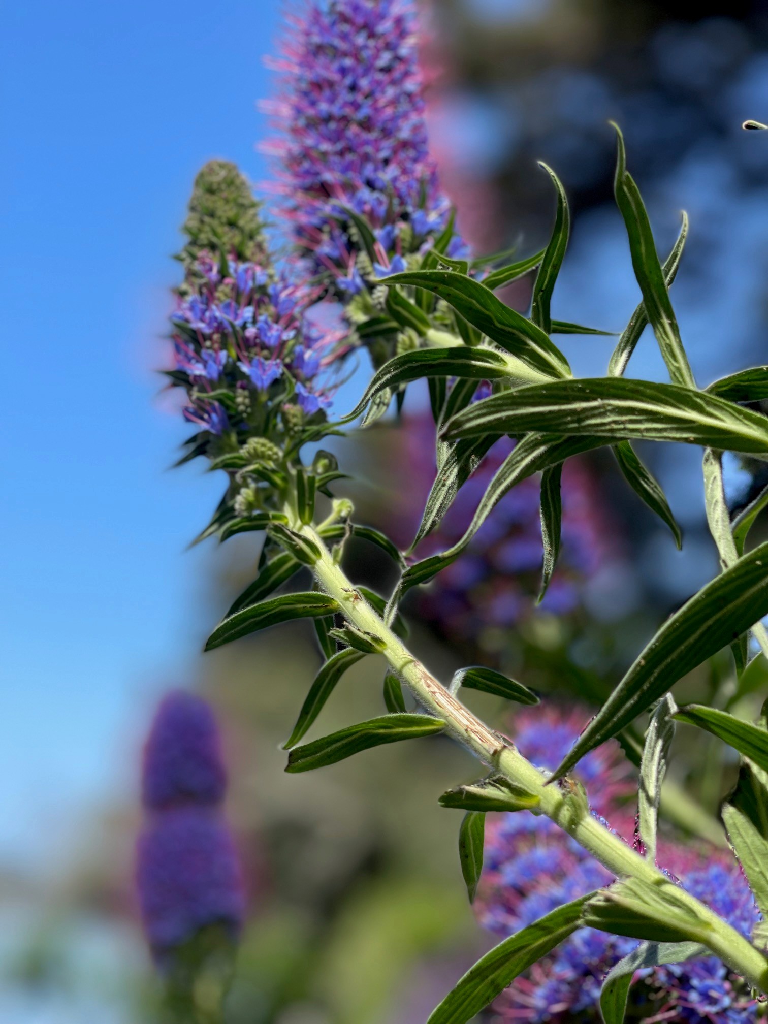 GOLDEN GATE BRIDGE-02