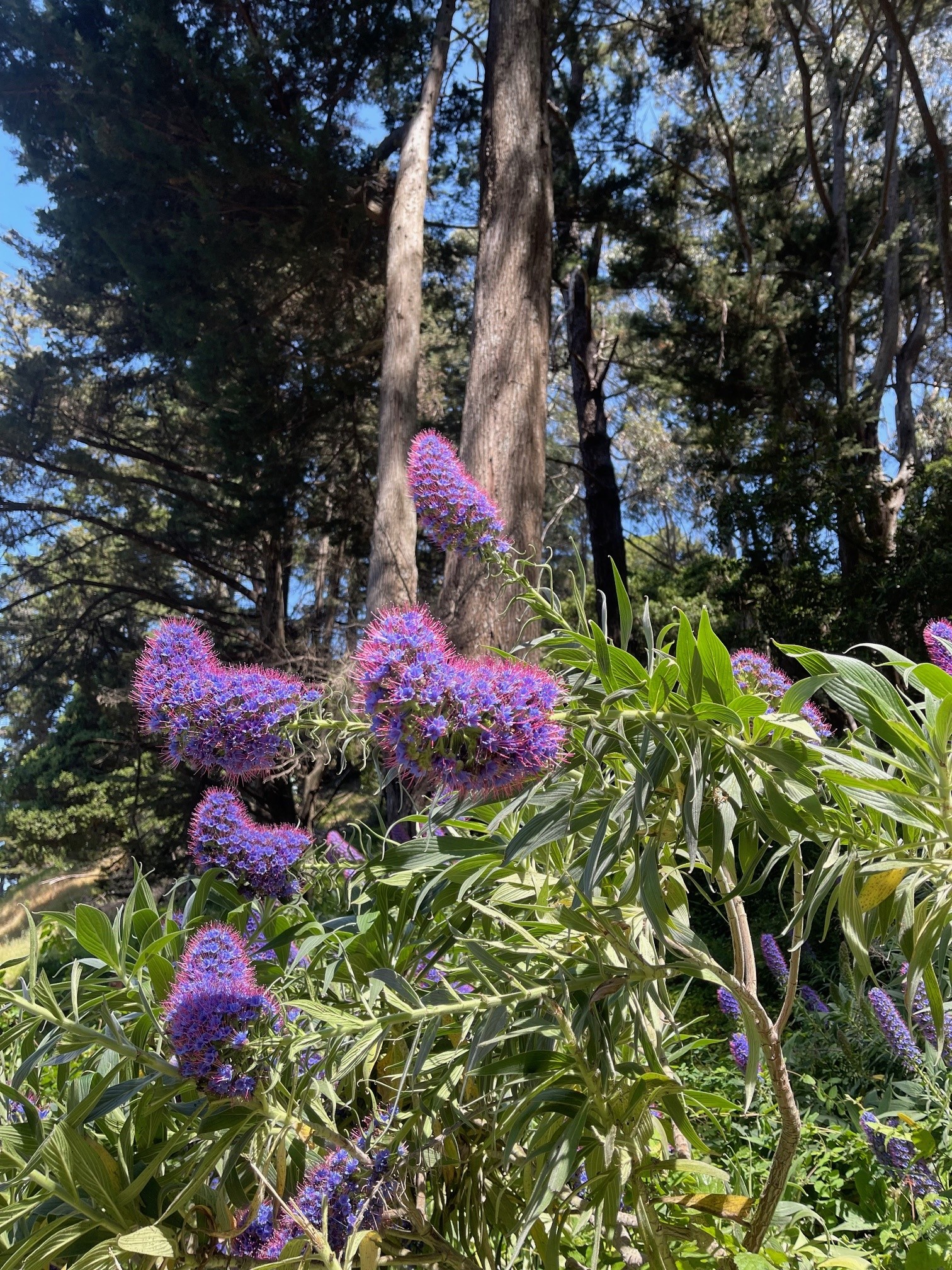GOLDEN GATE BRIDGE-03
